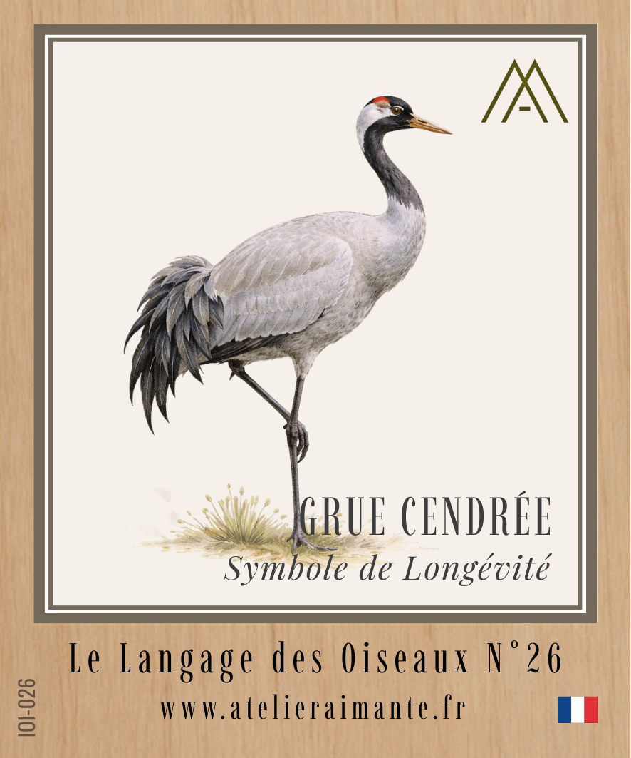 Grue Cendrée - Oiseaux - N°26