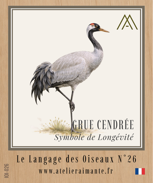 Grue Cendrée - Oiseaux - N°26