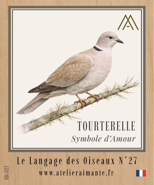 Tourterelle - Oiseaux - N°27
