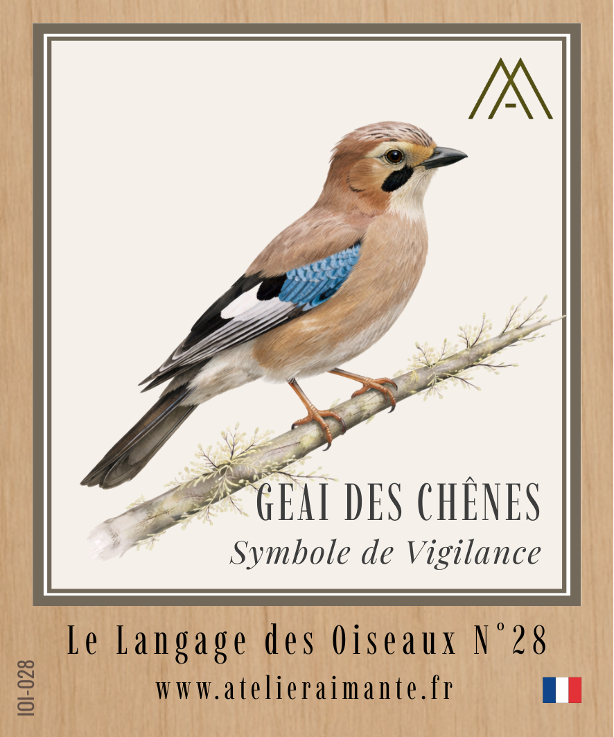 Geai des Chênes - Oiseaux - N°28