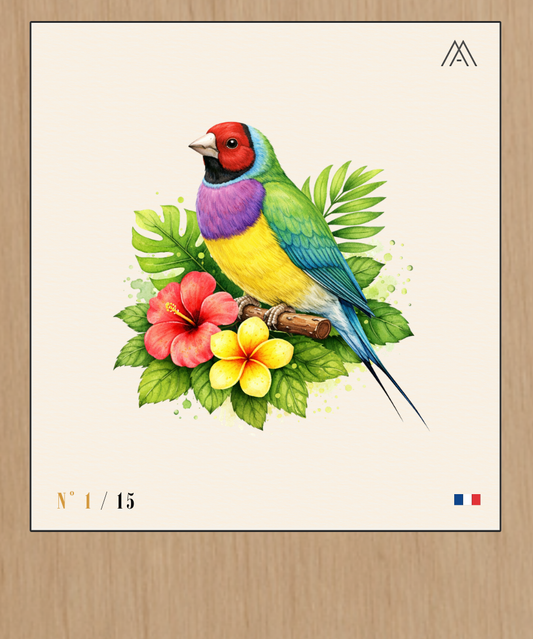 Pinson de Gould - Instant Oiseaux Exotiques - N°1