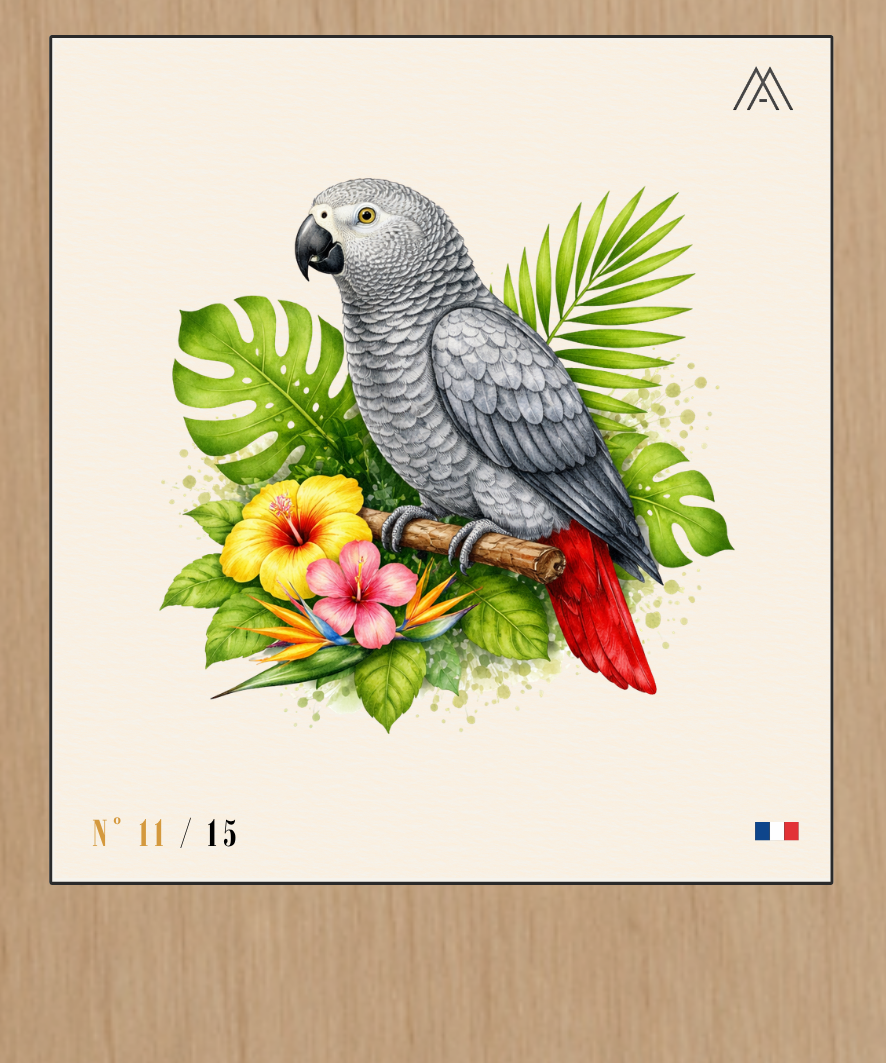 Perroquet Gris du Gabon - Instant Oiseaux Exotiques - N°10