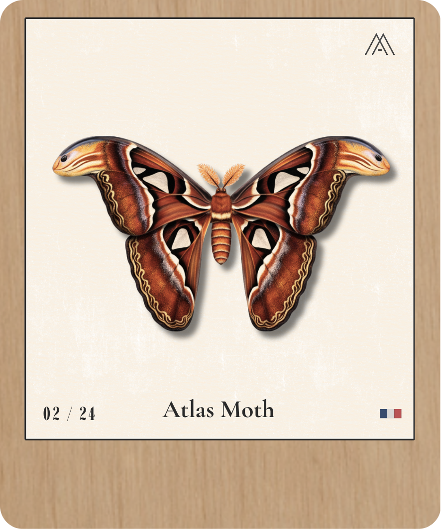 Atlas Moth - Instant Papillon - N° 2
