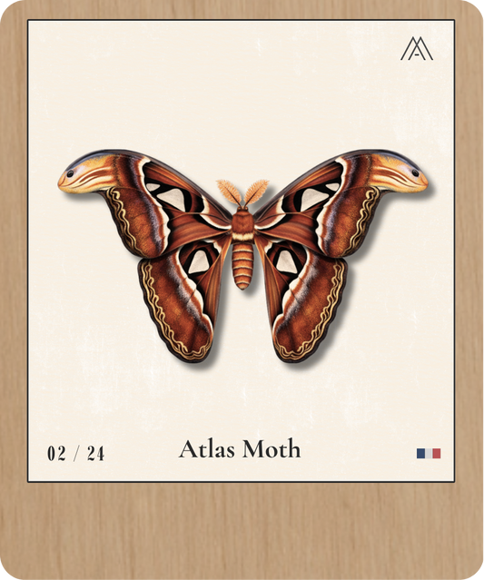 Atlas Moth - Instant Papillon - N° 2
