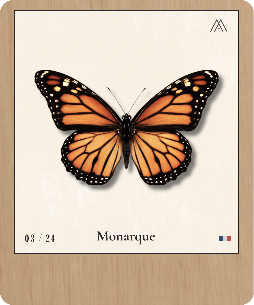 Monarque - Instant Papillon - N° 3