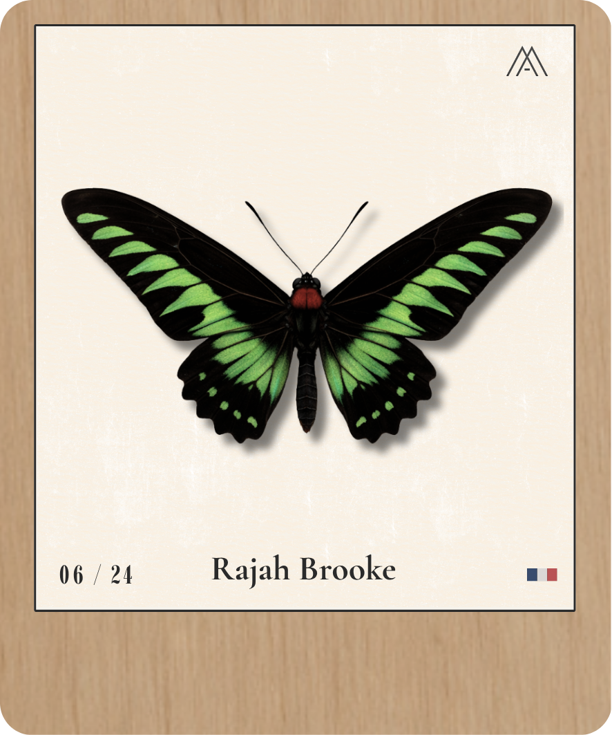 Rajah Brooke - Instant Papillon - N° 6