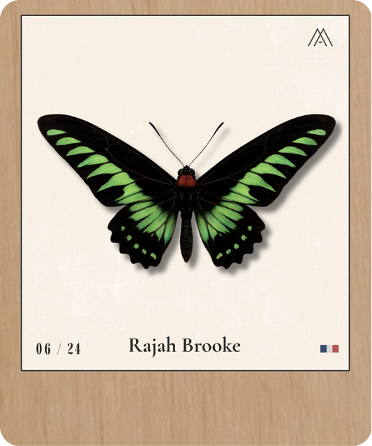Rajah Brooke - Instant Papillon - N° 6