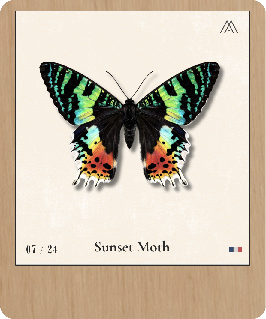 Sunset Moth - Instant Papillon - N° 7