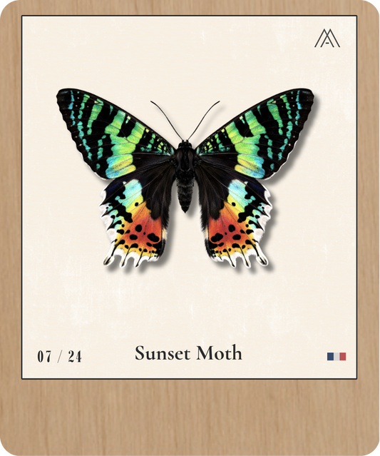 Sunset Moth - Instant Papillon - N° 7