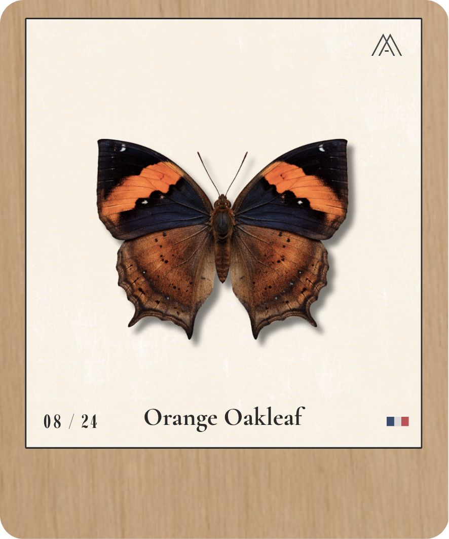 Orange Oakleaf - Instant Papillon - N°8