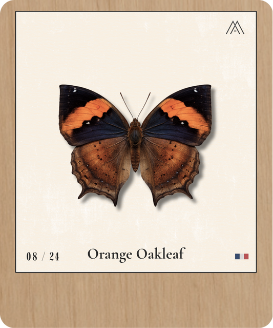 Orange Oakleaf - Instant Papillon - N°8