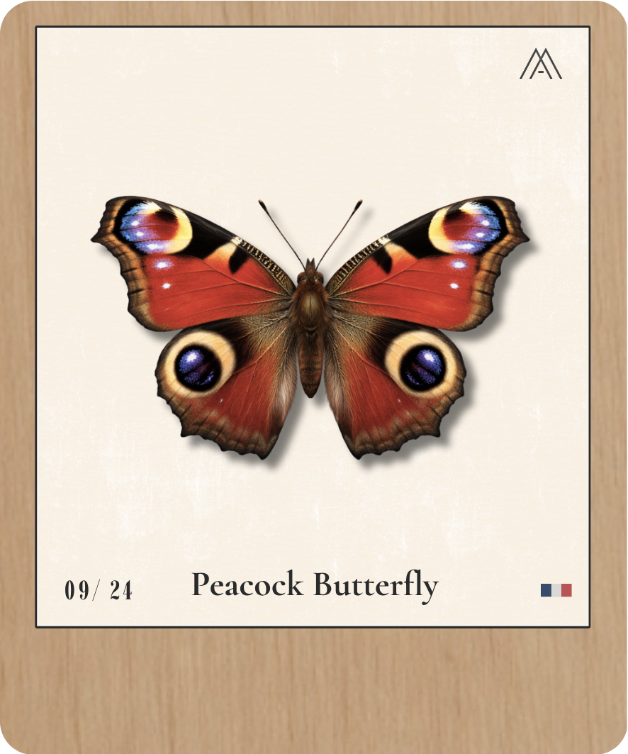 Peacock Butterfly - Instant Papillon - N°9