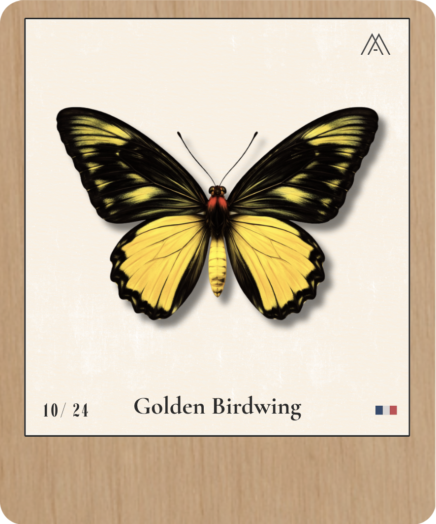 Golden Birdwing - Instant Papillon - N°10