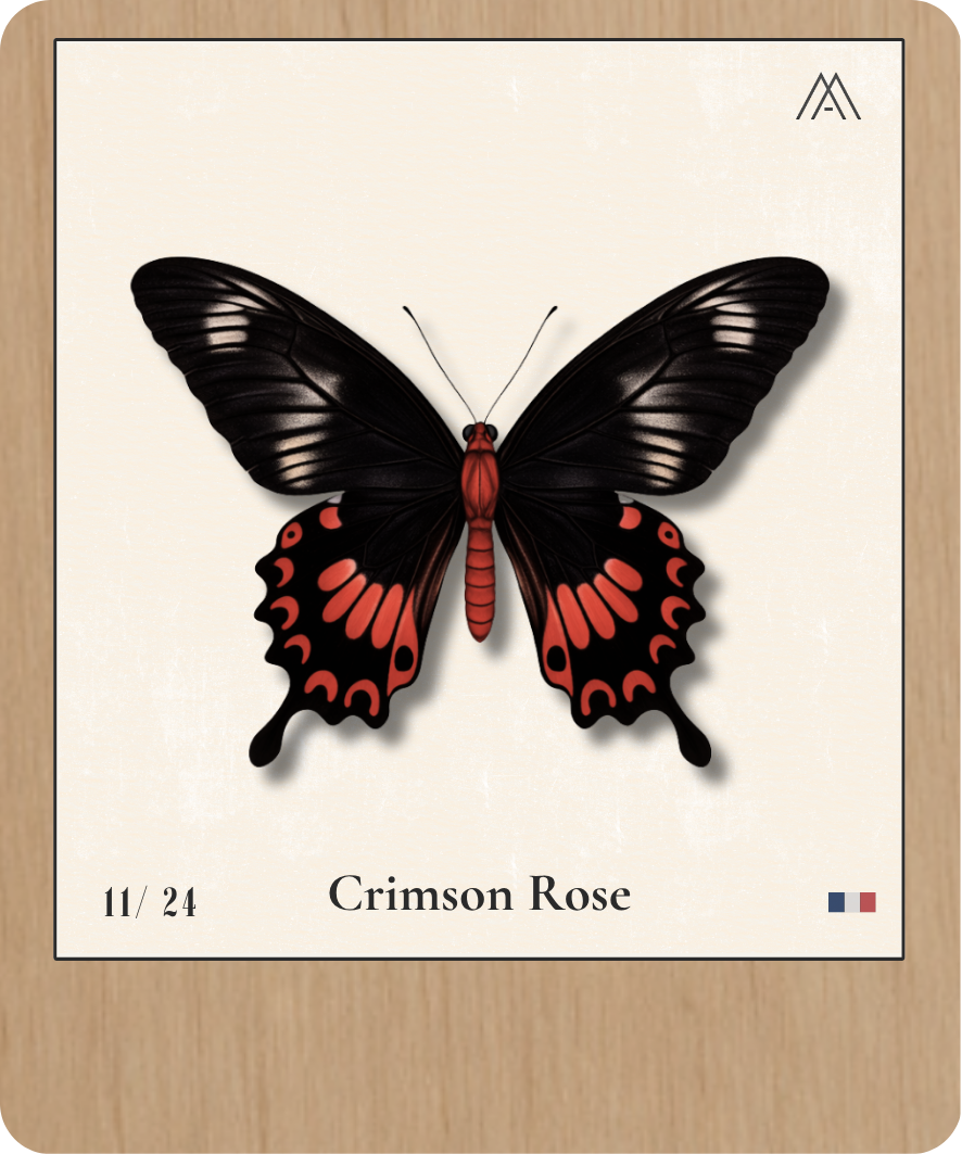 Crimsone Rose - Instant Papillon - N°11
