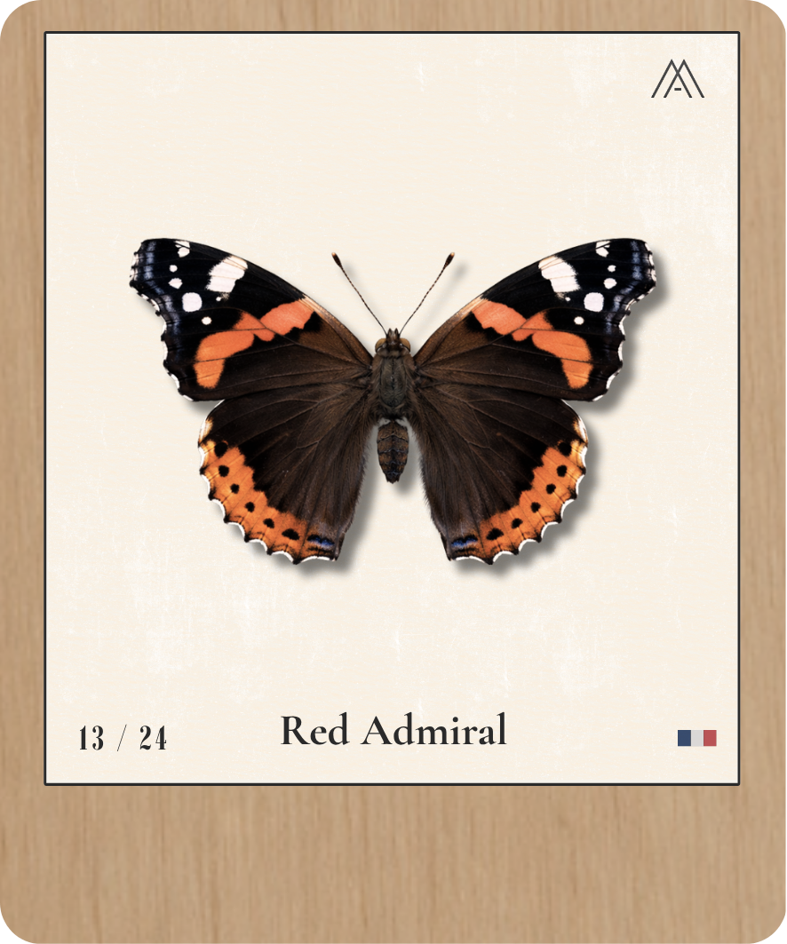 Red Admiral - Instant Papillon - N°13