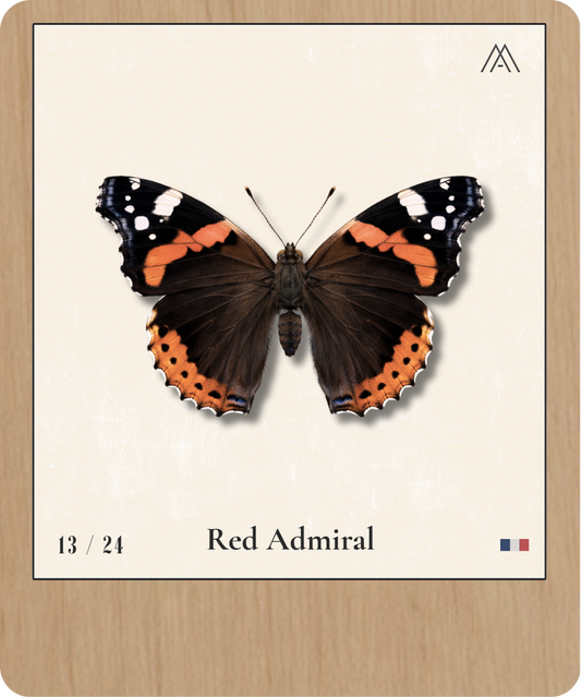 Red Admiral - Instant Papillon - N°13