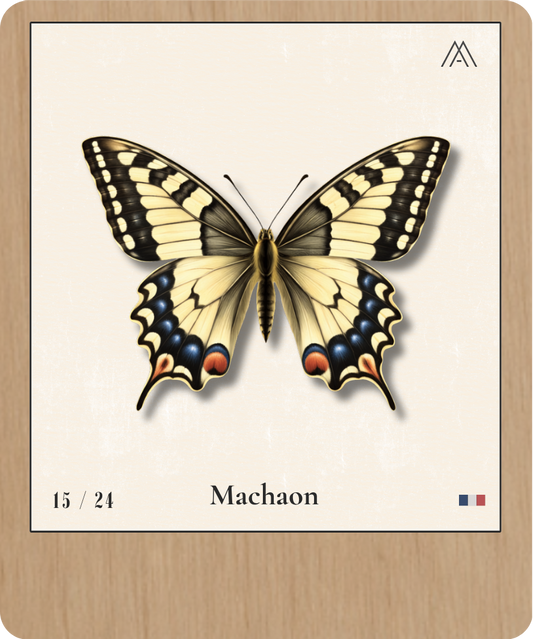Machaon - Instant Papillon - N°15