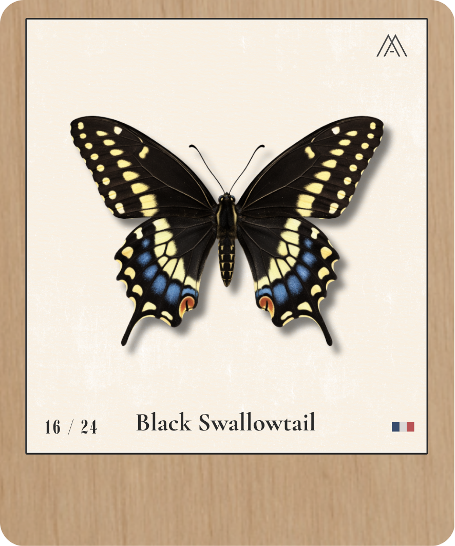 Black Swallowtail - Instant Papillon - N°16