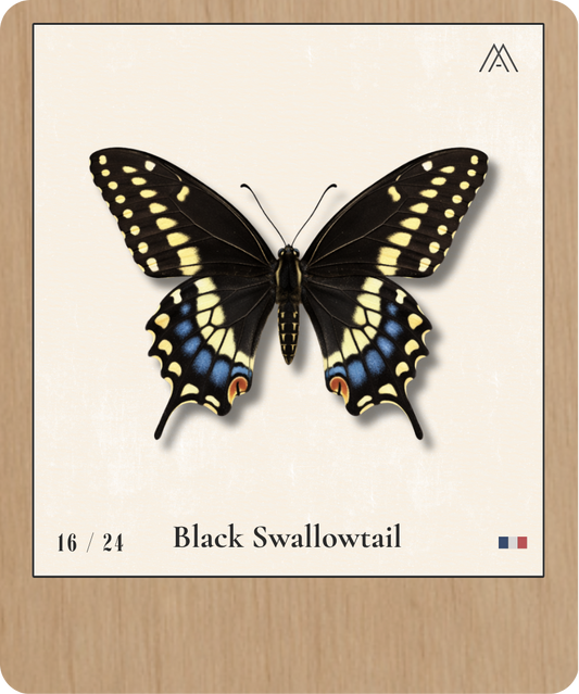 Black Swallowtail - Instant Papillon - N°16