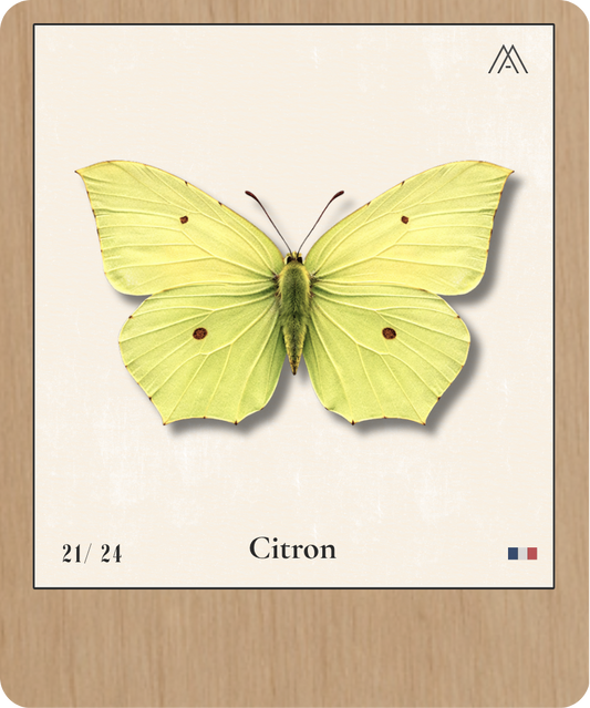 Robert-le-Diable - Instant Papillon - N°21