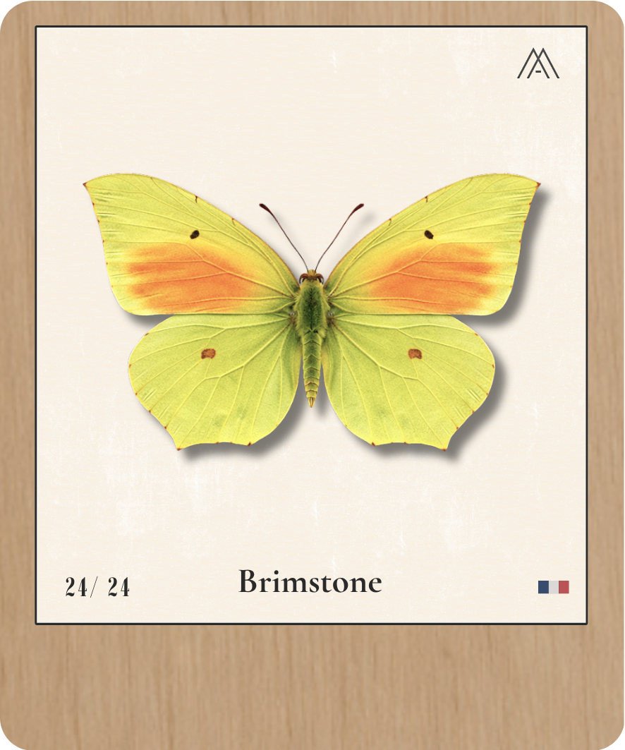 Brimstone - Instant Papillon - N°24