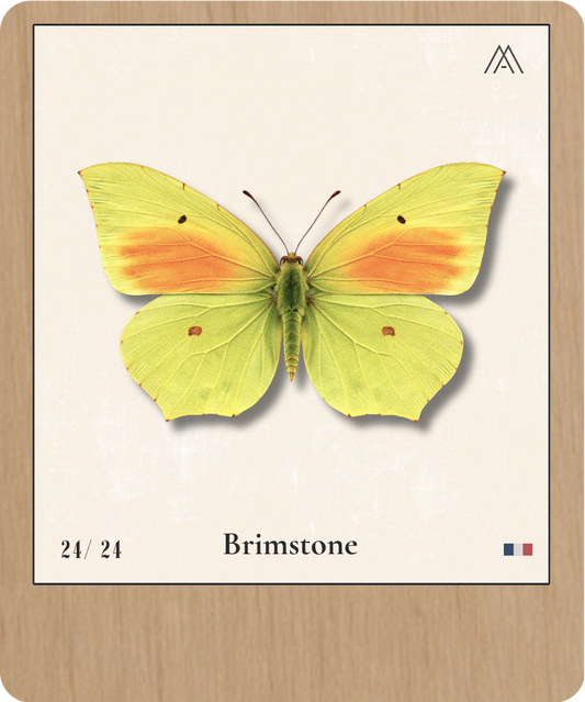 Brimstone - Instant Papillon - N°24
