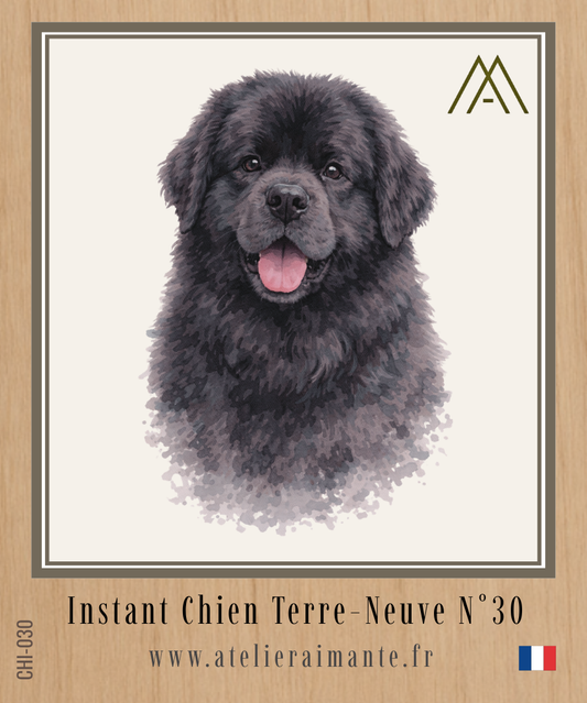 Terre-Neuve - Instant Chien - N°30